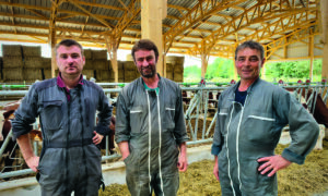Trois homme ans un bâtiment d'élevage bovin