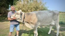 éleveur et vache Brune