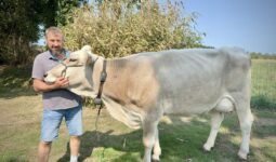 éleveur et vache Brune