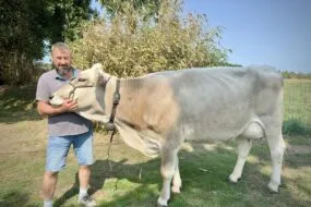 éleveur et vache Brune