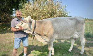 éleveur et vache Brune