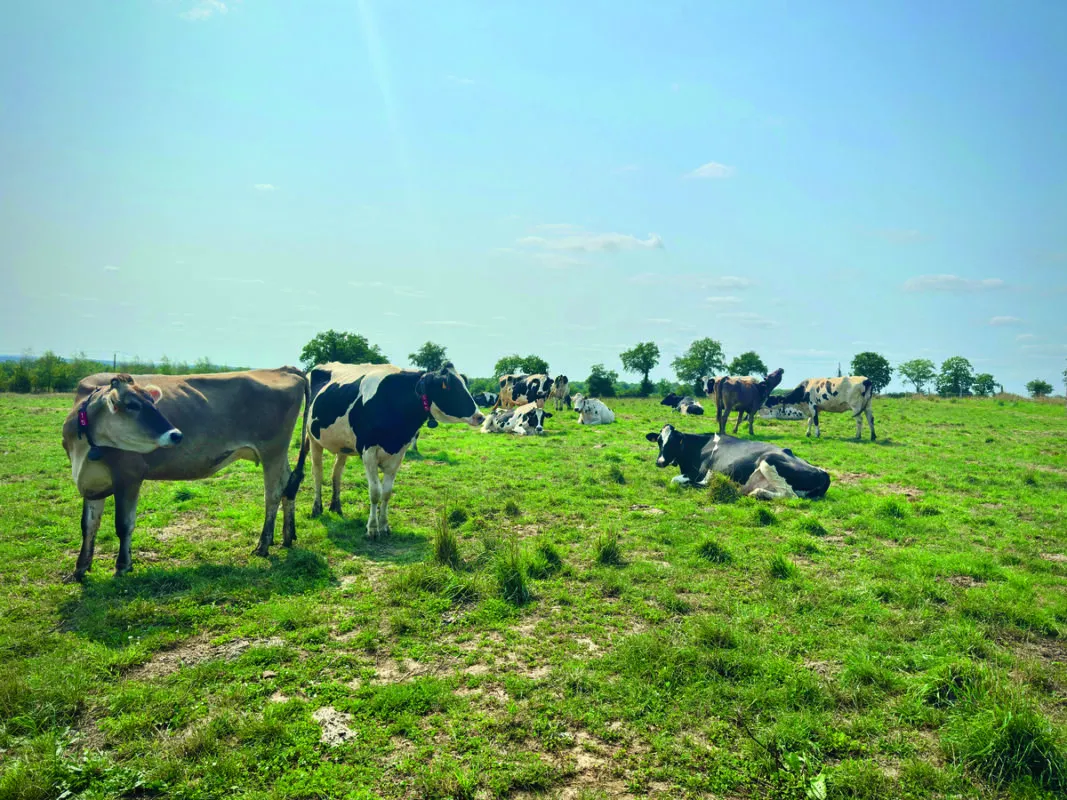L’éleveur a un objectif de 50 % de Brunes dans le troupeau.