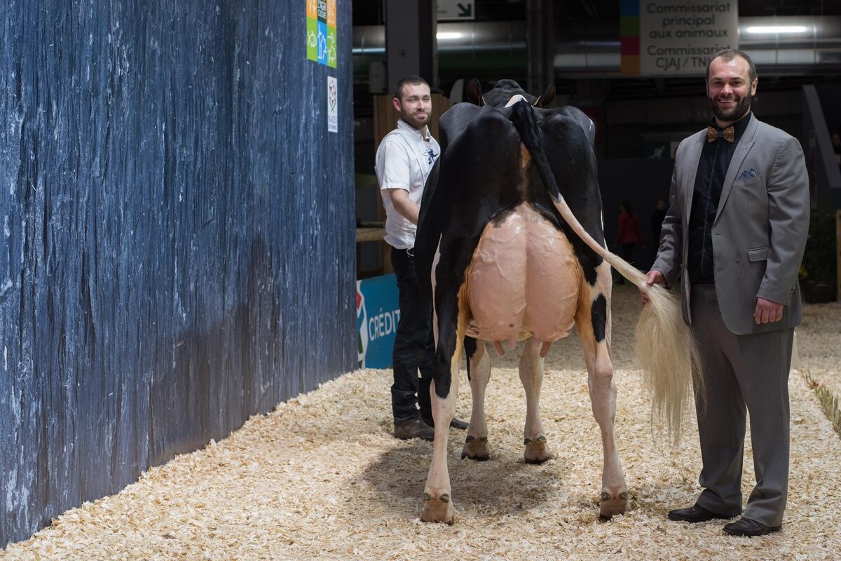 Le juge d'un concours bovin présente la mamelle d'un vache Holstein - Illustration « Ne pas marginaliser les championnes »