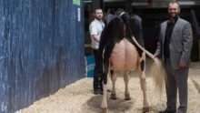 Le juge d'un concours bovin présente la mamelle d'un vache Holstein