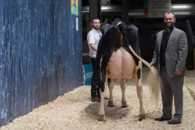 Le juge d'un concours bovin présente la mamelle d'un vache Holstein