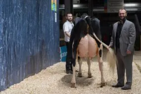 Le juge d'un concours bovin présente la mamelle d'un vache Holstein
