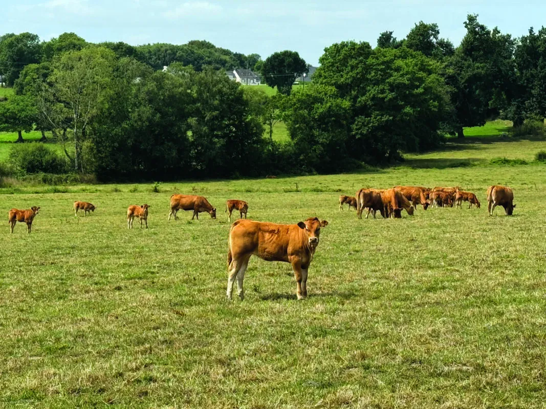 Le Gaec Le Louargant compte un troupeau de 80 Limousines en système naisseur -) engraisseur.