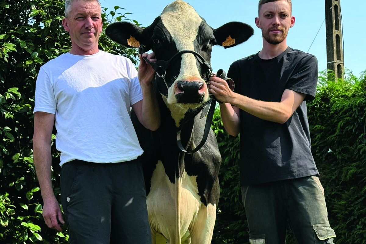 Deux hommes et une vache de race Holstein - Illustration Roscoff veut se rapprocher de Rennes