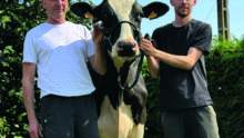 Deux hommes et une vache de race Holstein