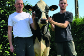 Deux hommes et une vache de race Holstein