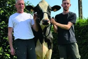 Deux hommes et une vache de race Holstein