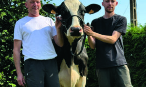 Deux hommes et une vache de race Holstein