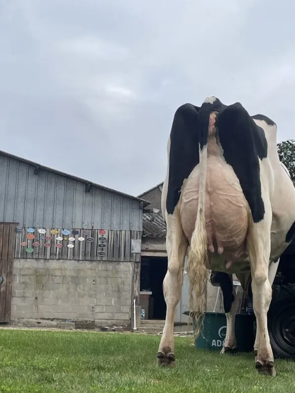 Du Bon Vent Roscoff est pointée 88 points en Mamelle.