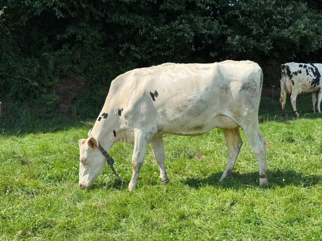 Présélectionnée pour le Space, la primipare Tesla (Mooï x Fitz) est issue du troupeau de coeur des deux éleveurs.