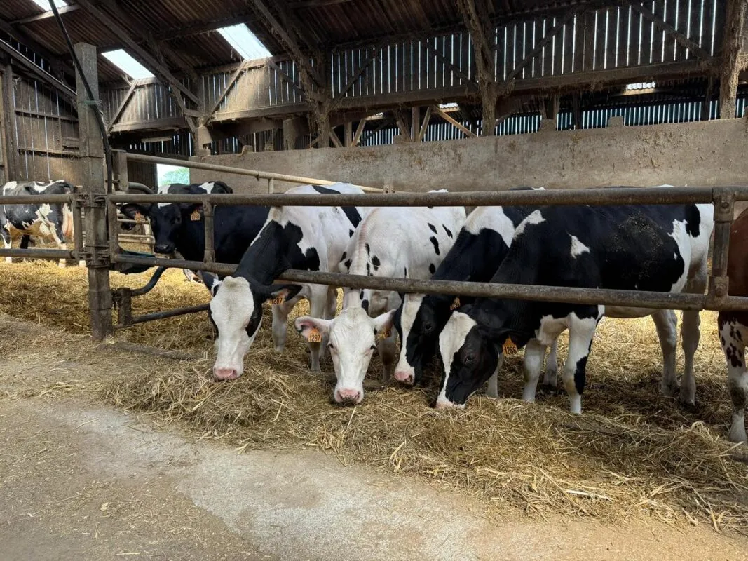 des génisses de race Holstein dans un bâtiment