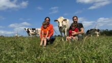 Un couple et 2 enfants assis dans un champ avec des vaches autour