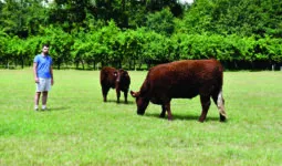éleveur avec des Salers