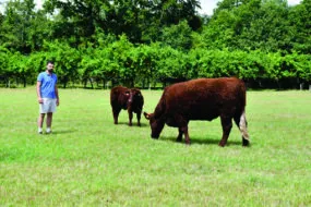 éleveur avec des Salers