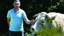 éleveur et tête du taureau en gros plan