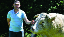 éleveur et tête du taureau en gros plan