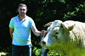 éleveur et tête du taureau en gros plan