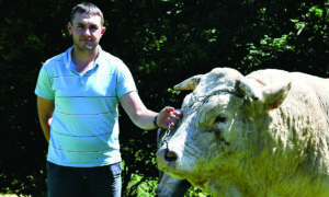 éleveur et tête du taureau en gros plan