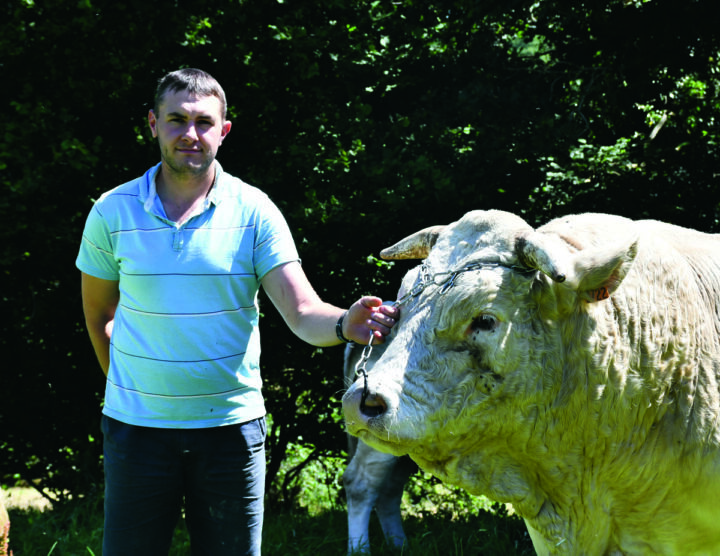 éleveur et tête du taureau en gros plan
