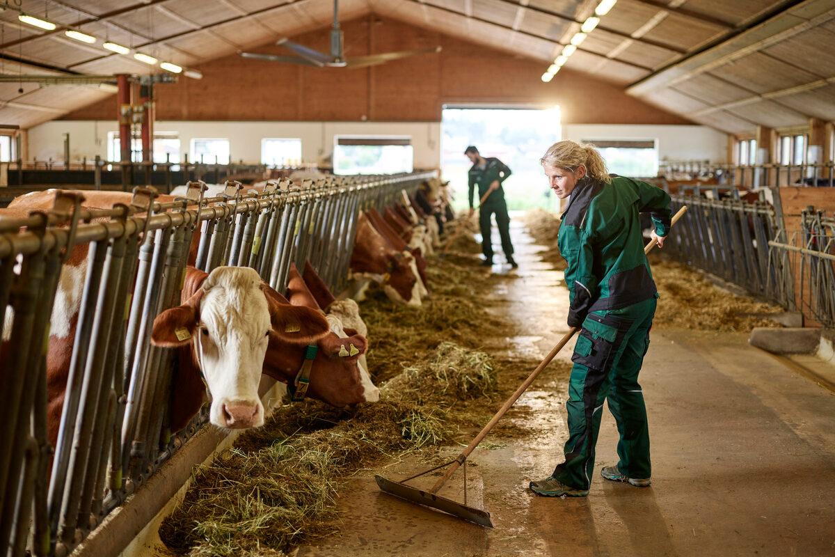 Une agricultrice travaillant dans une étable - Illustration Partage de la valeur :  il est temps de se mettre en règle
