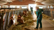 Une agricultrice travaillant dans une étable