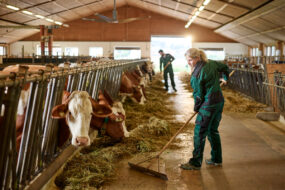 Une agricultrice travaillant dans une étable