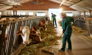 Une agricultrice travaillant dans une étable