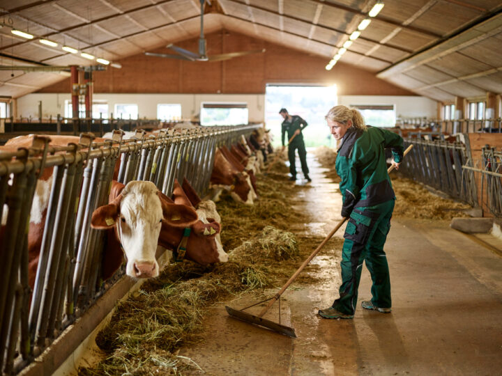 Une agricultrice travaillant dans une étable