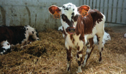 Des veaux de race normande sur une litière en paille