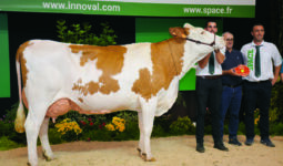 Montbéliarde en concours