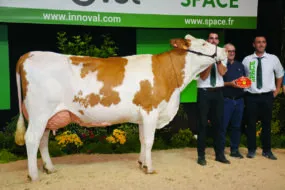 Montbéliarde en concours