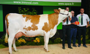 Montbéliarde en concours