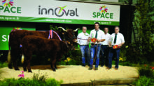 Vache Salers sur le podium du concours agricole au Space