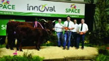 Vache Salers sur le podium du concours agricole au Space