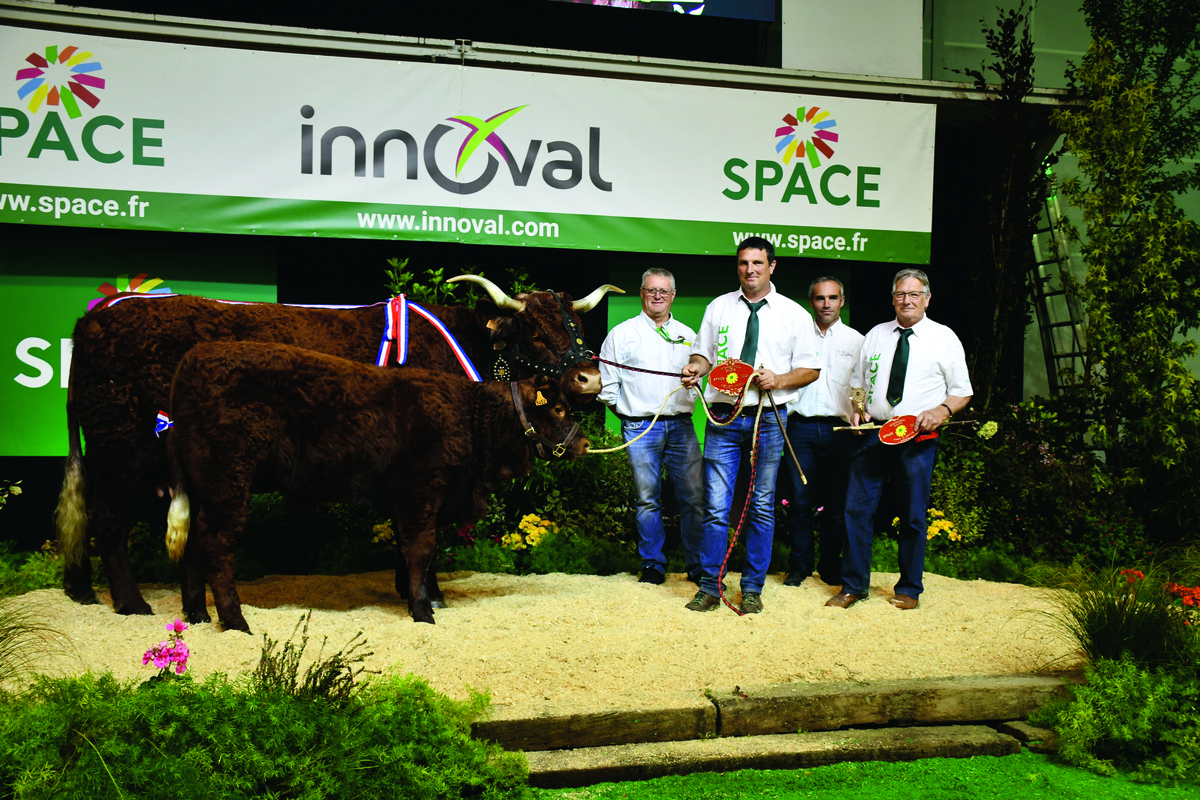 Vache Salers sur le podium du concours agricole au Space - Illustration La Salers en Challenge national