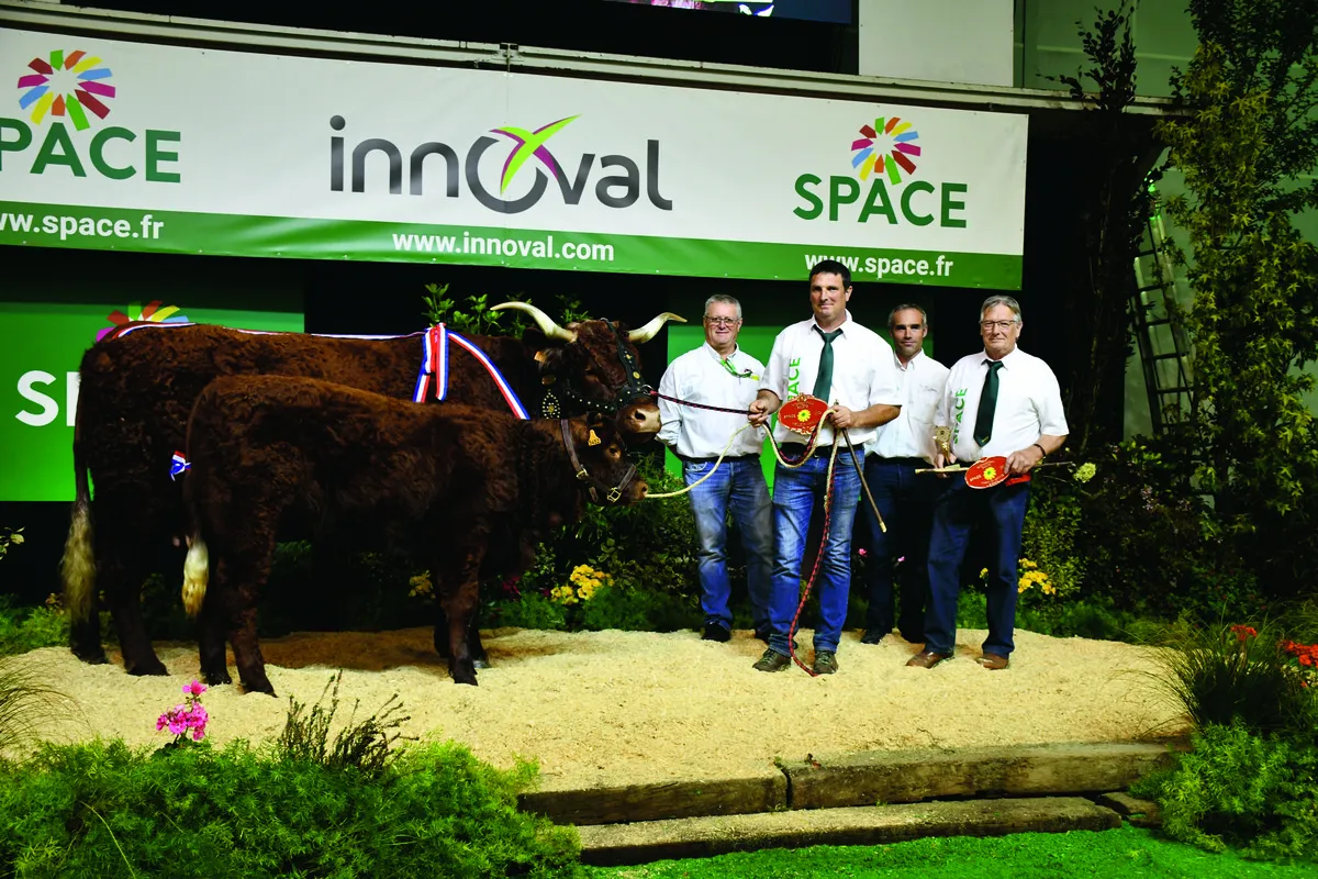 Vache Salers sur le podium du concours agricole au Space - Illustration La Salers en Challenge national