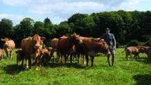 un éleveur et son troupeau au pâturage