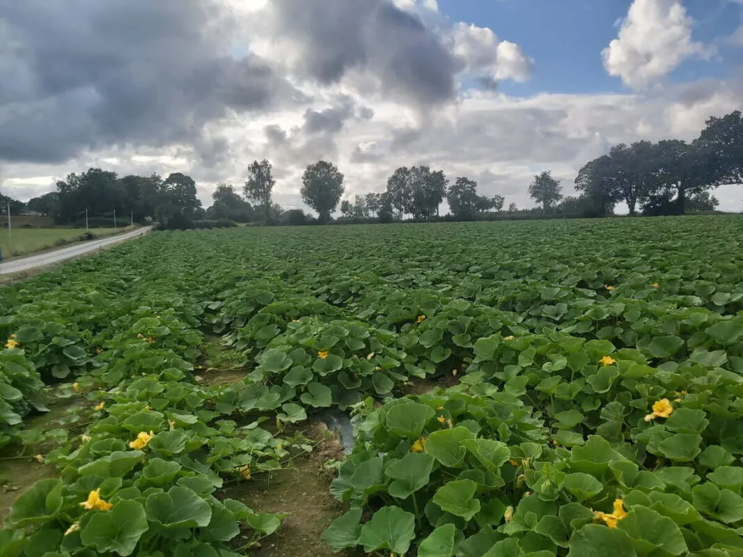 Le culture de potimarron occupe 2 ha.