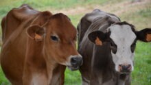 Deux vaches croisées dans un champ en gros plan