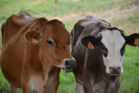 Deux vaches croisées dans un champ en gros plan