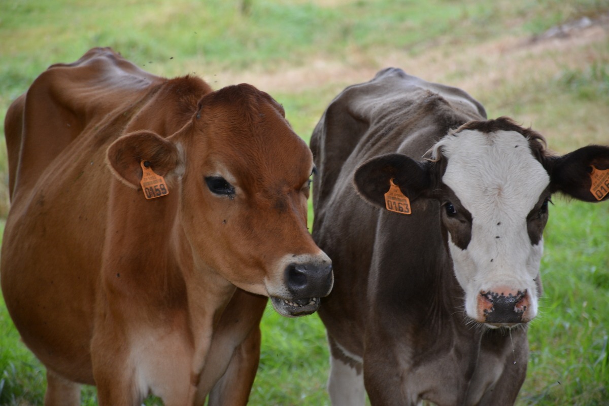 Deux vaches croisées dans un champ en gros plan - Illustration Près de 100 % de couverture vaccinale pour la dermatose nodulaire