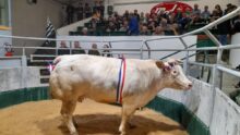 Une vache à viande dans un ring avec un public autour dans des gradins