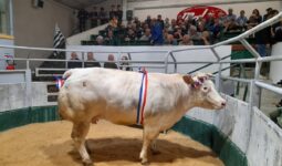 Une vache à viande dans un ring avec un public autour dans des gradins