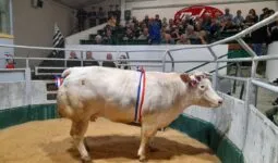 Une vache à viande dans un ring avec un public autour dans des gradins