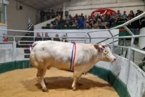 Une vache à viande dans un ring avec un public autour dans des gradins