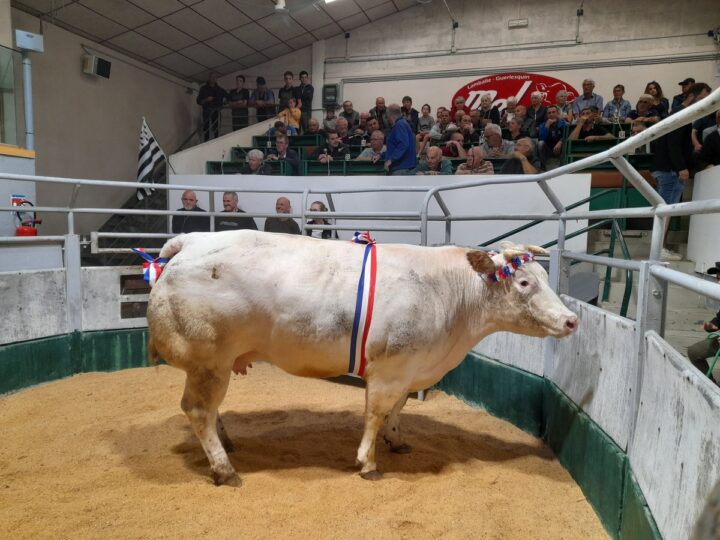 Une vache à viande dans un ring avec un public autour dans des gradins